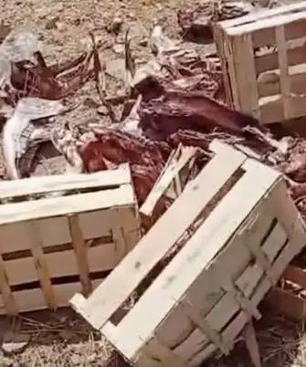 مراكش: العثور على رؤوس حمير بمنطقة بنعكيد يثير استنكار الساكنة مراكش: العثور على رؤوس حمير بمنطقة بنعكيد يثير استنكار الساكنة